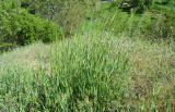 Hordeum spontaneum