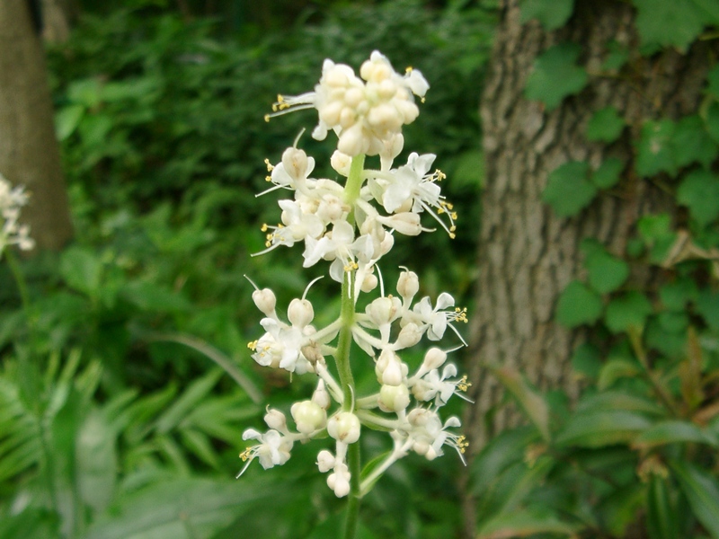 Изображение особи Murdannia japonica.