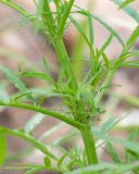 Tagetes minuta