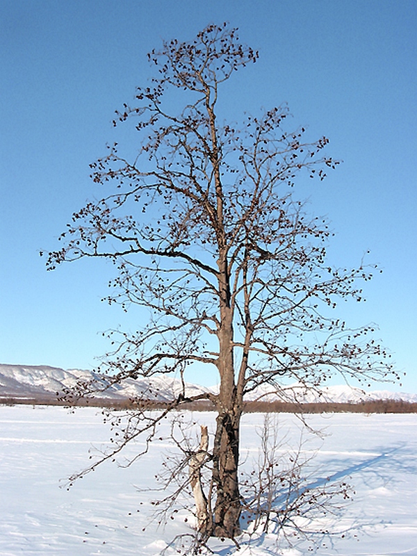 Image of Alnus hirsuta specimen.