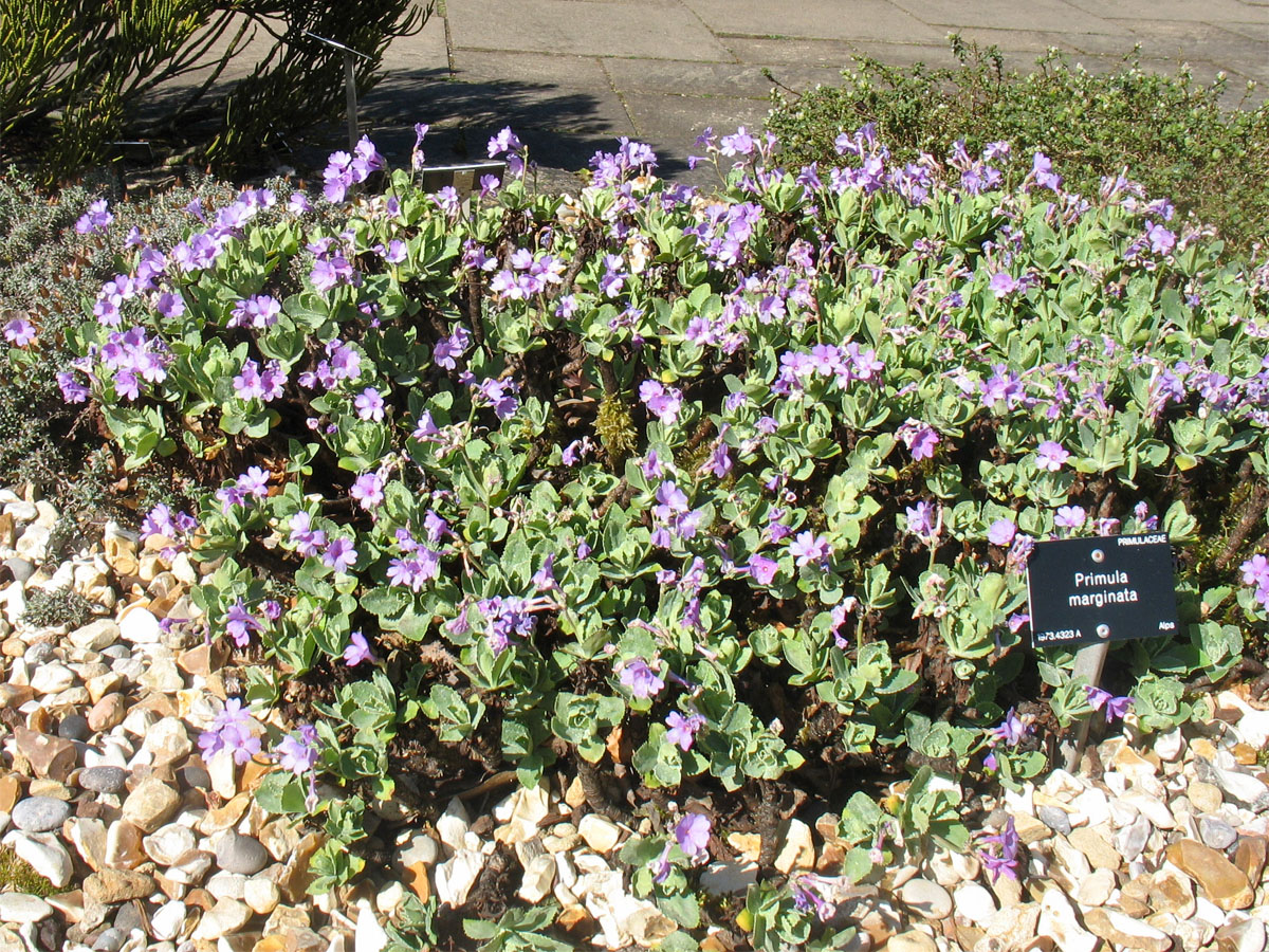 Image of Primula marginata specimen.