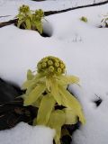 Petasites amplus