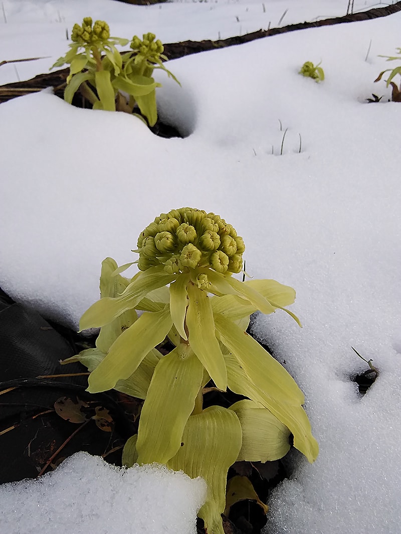 Изображение особи Petasites amplus.