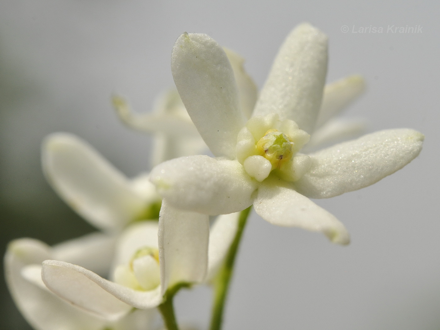 Изображение особи Vincetoxicum ascyrifolium.