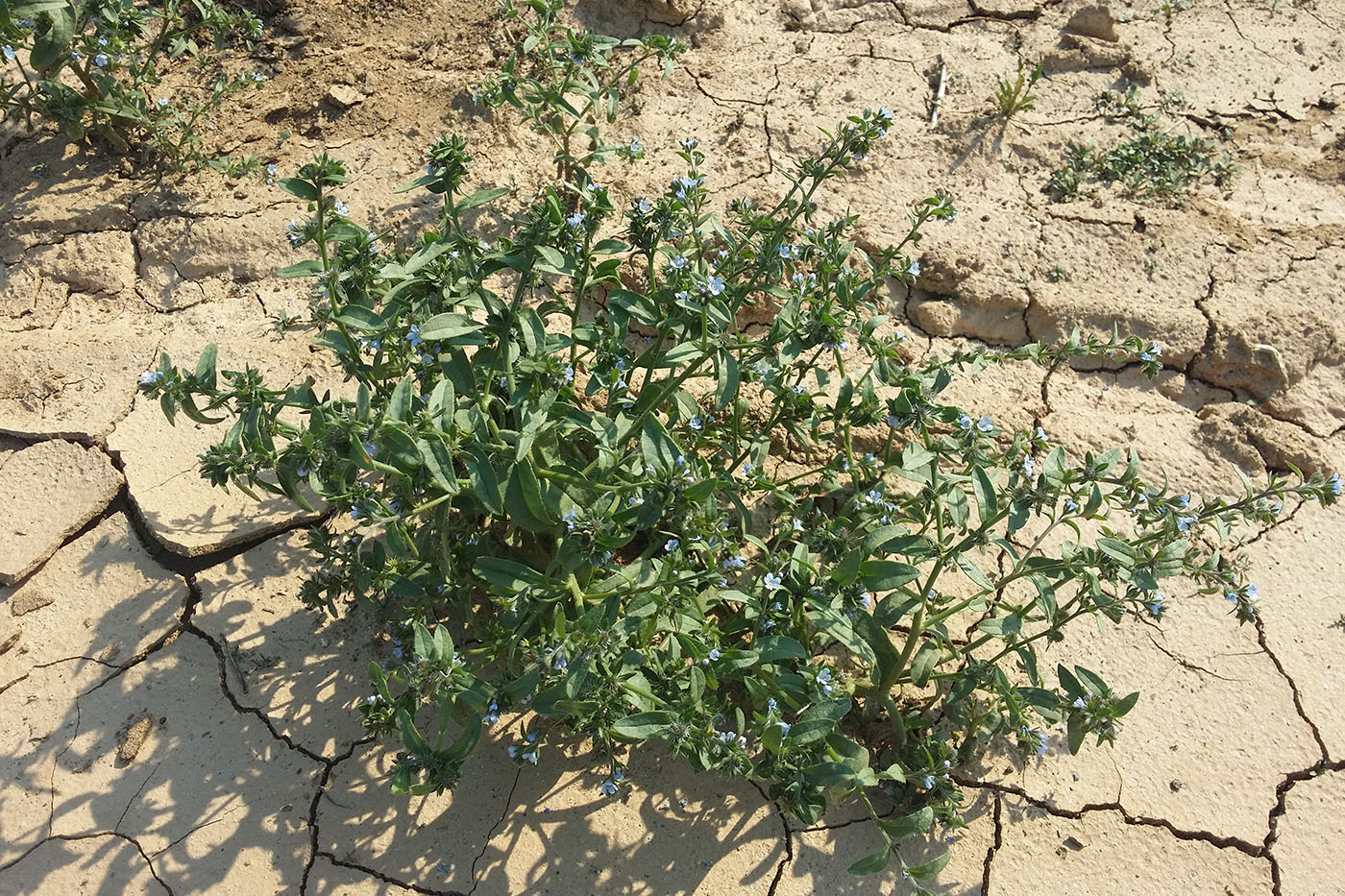 Изображение особи семейство Boraginaceae.