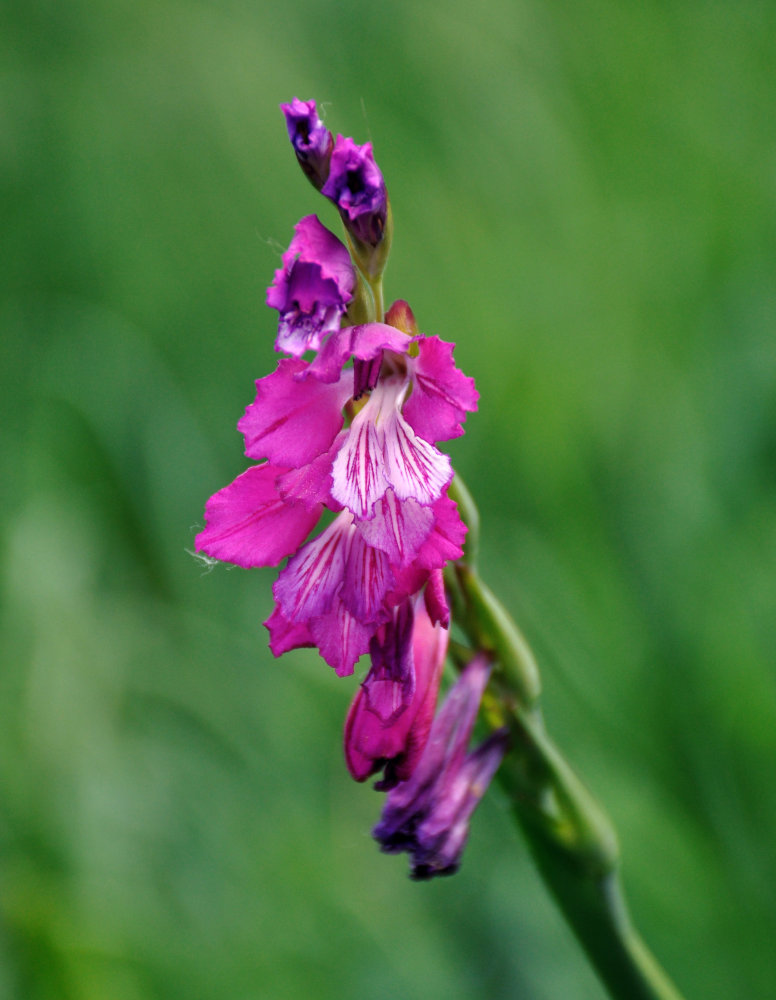 Image of Gladiolus imbricatus specimen.