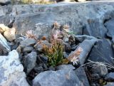 Rosularia alpestris