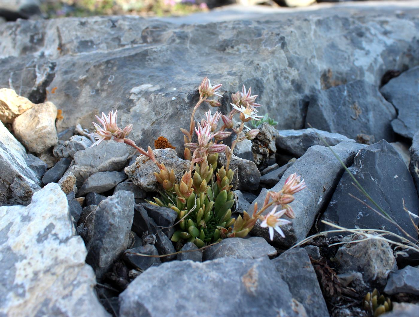 Изображение особи Rosularia alpestris.