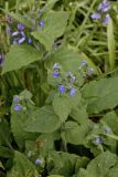 Pentaglottis sempervirens