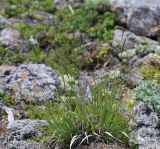 Calamagrostis korotkyi. Плодоносящее растение. Приморский край, Партизанский р-н, гора Ольховая, выс 1580 м н.у.м., каменная россыпь. 30.07.2020.