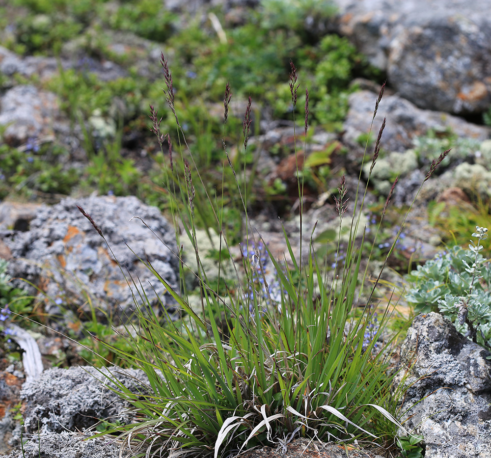 Image of Calamagrostis korotkyi specimen.