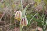 Fritillaria gussichiae