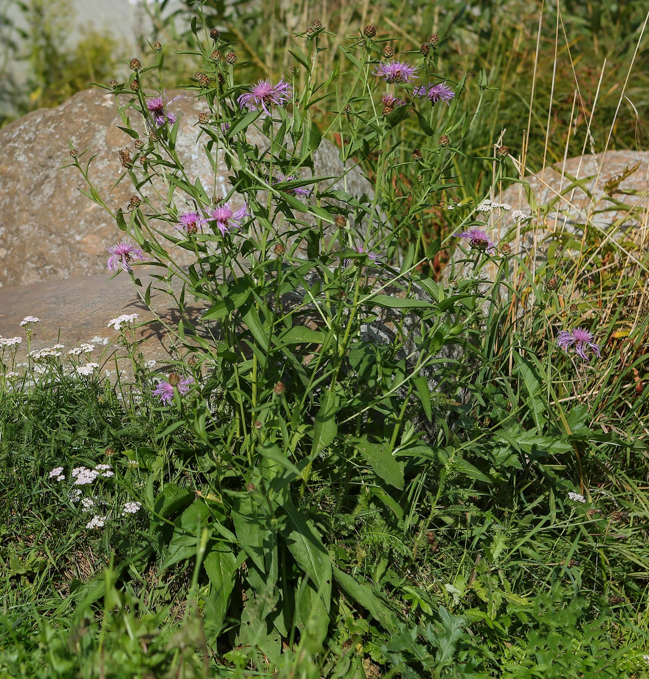 Изображение особи Centaurea jacea.