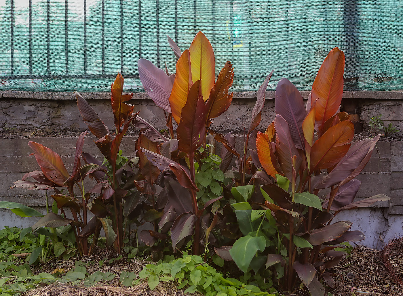 Image of Canna indica specimen.