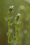 Buglossoides rochelii