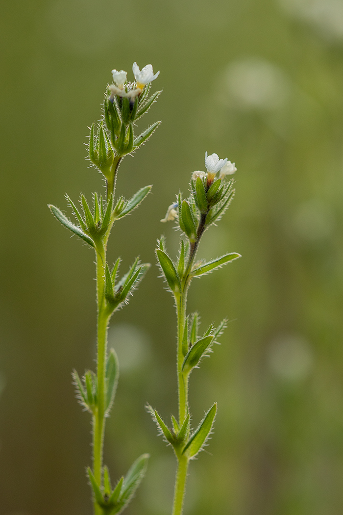 Image of Buglossoides rochelii specimen.