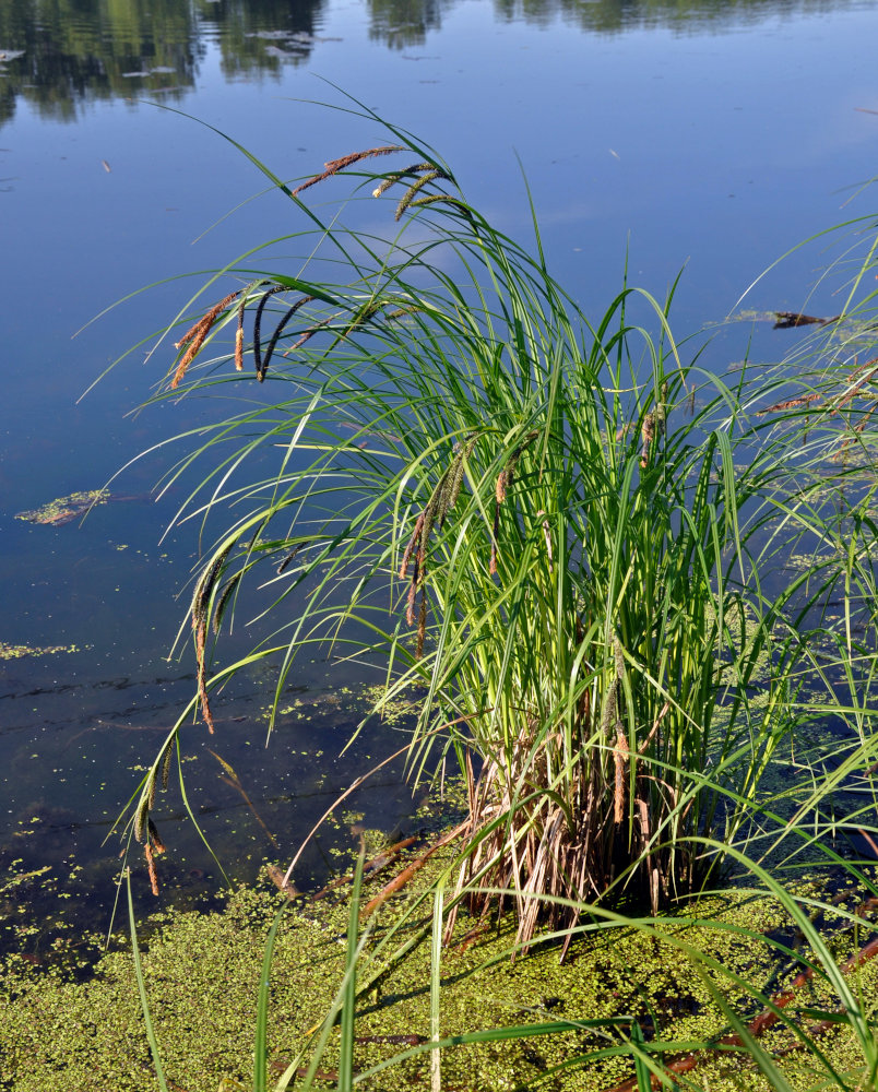 Image of Carex acuta specimen.