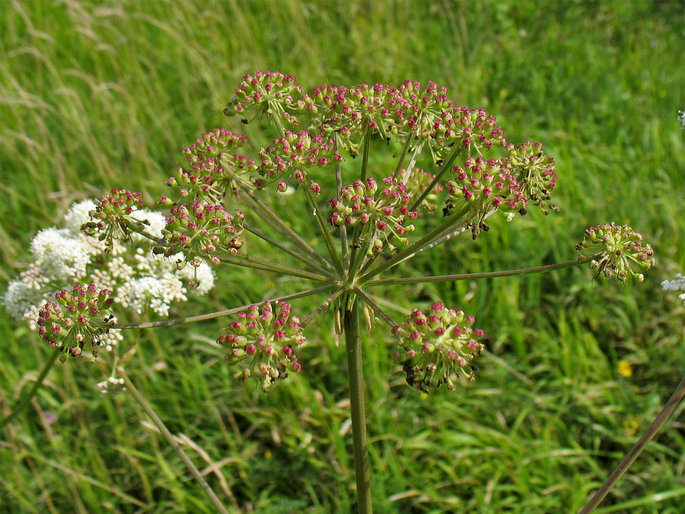 Image of Cervaria rivinii specimen.