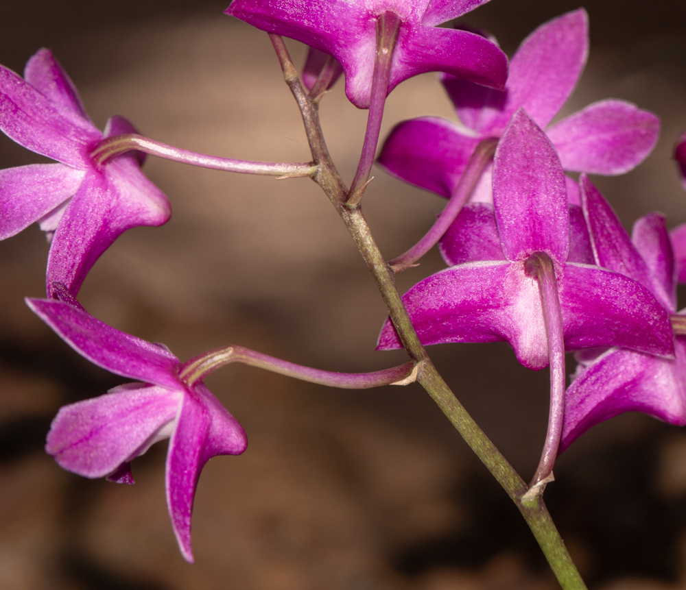 Изображение особи род Epidendrum.