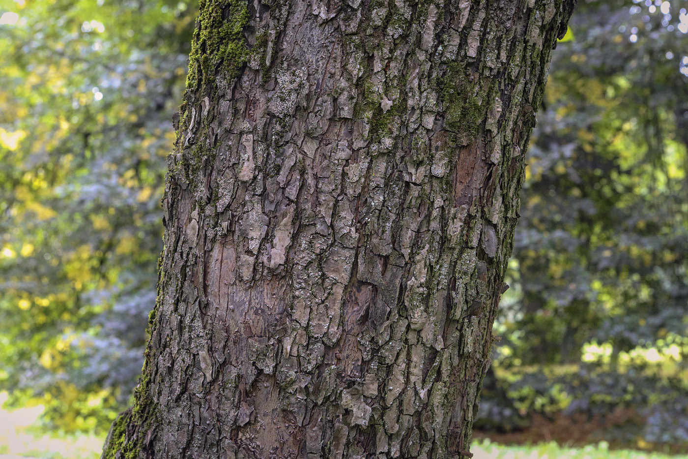 Image of Malus prunifolia specimen.