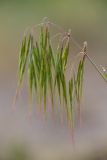 Anisantha tectorum