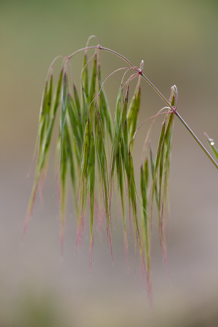 Изображение особи Anisantha tectorum.