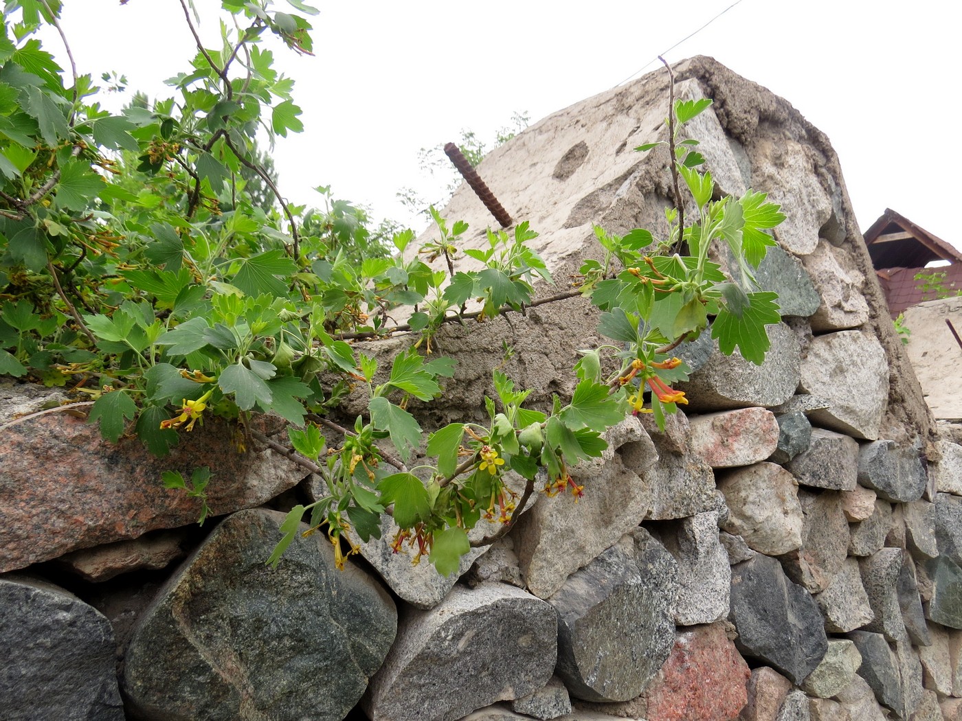 Image of Ribes aureum specimen.