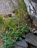 Veronica spicata. Плодоносящие растения. Челябинская обл., Златоустовский гор. округ, хребет Уреньга, ≈ 1000 м н.у.м., каменистый склон. 25.07.2020.