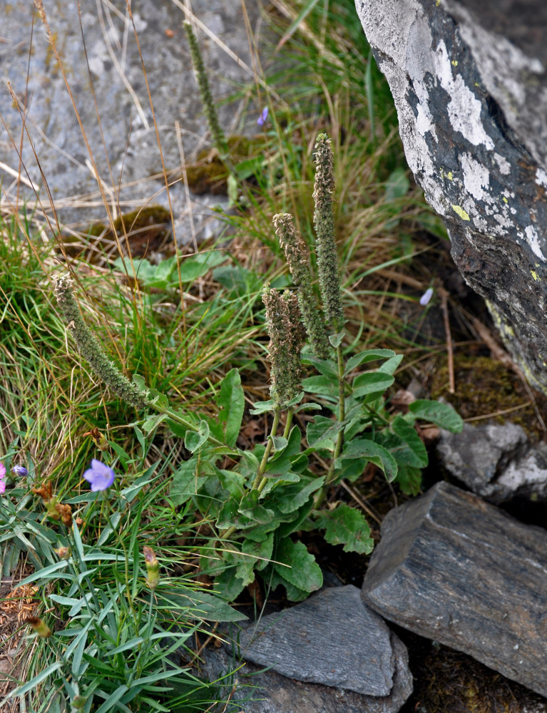 Изображение особи Veronica spicata.