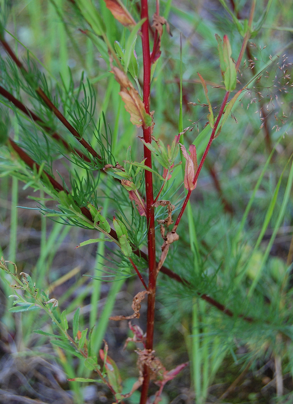 Image of Epilobium lamyi specimen.