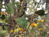 Sorbus taurica