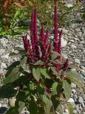 Amaranthus hypochondriacus