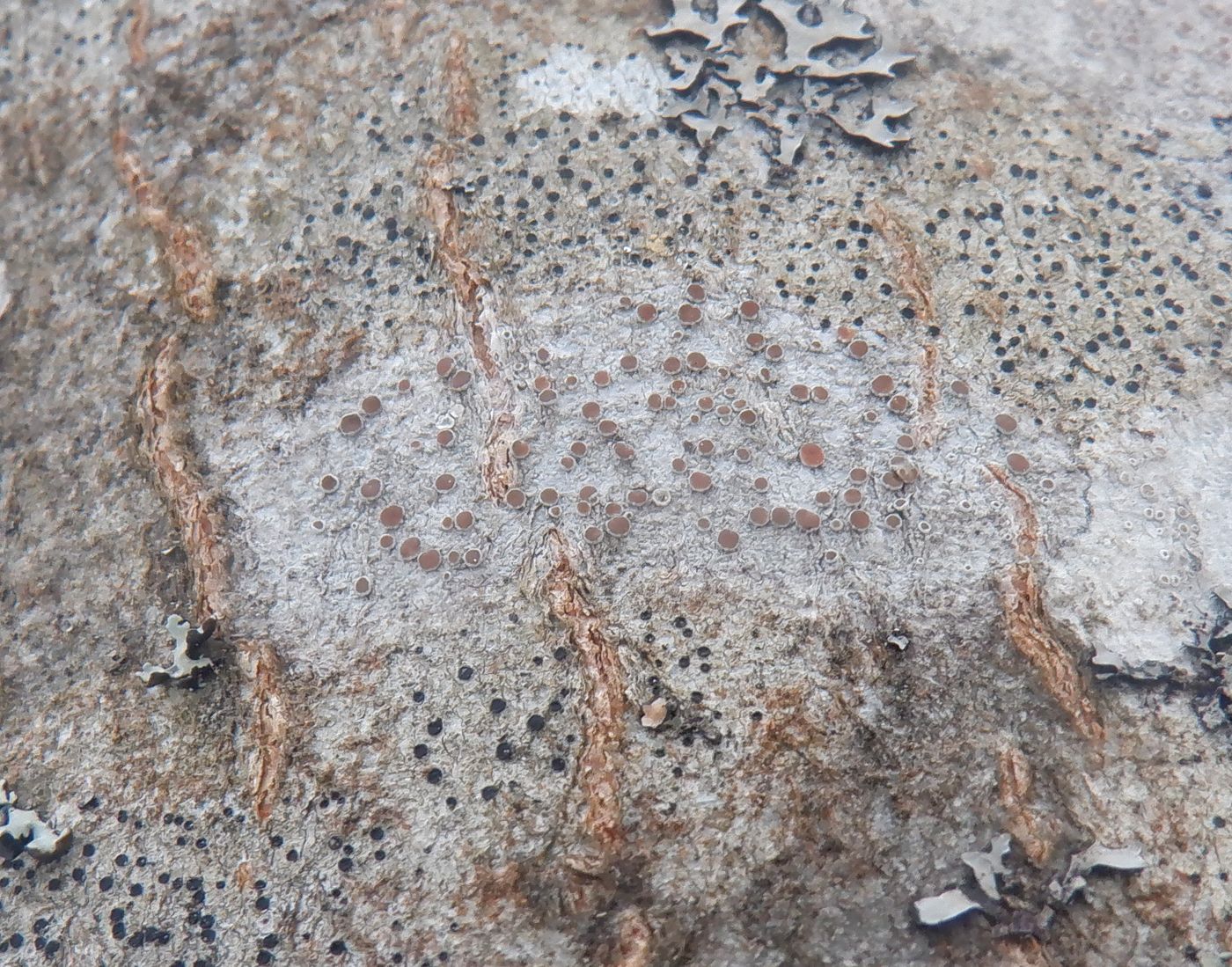Image of division Ascomycota specimen.