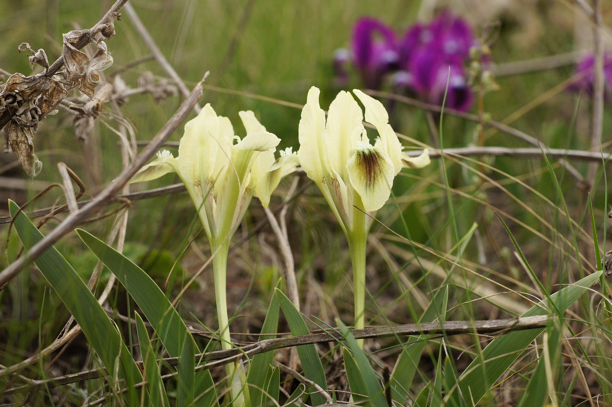Image of Iris pumila specimen.