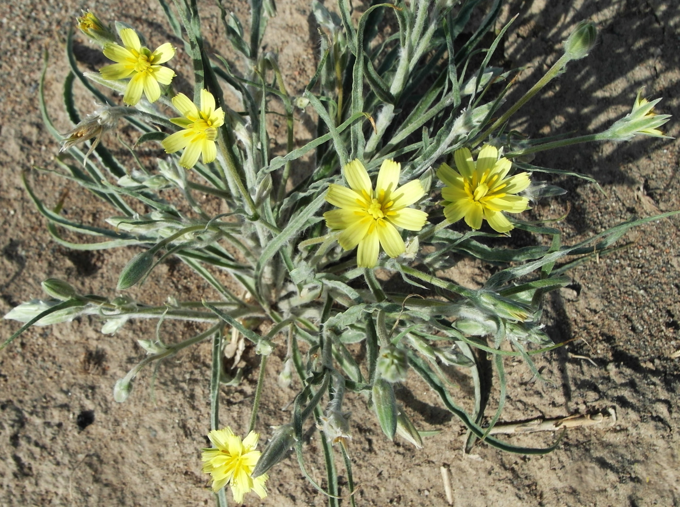 Image of Scorzonera sericeolanata specimen.