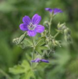 Geranium sylvaticum. Цветки и бутоны. Пермский край, г. Пермь, Кировский р-н, мкр. Берёзовая Роща, склон вдоль противопожарного канала. 23.05.2021.