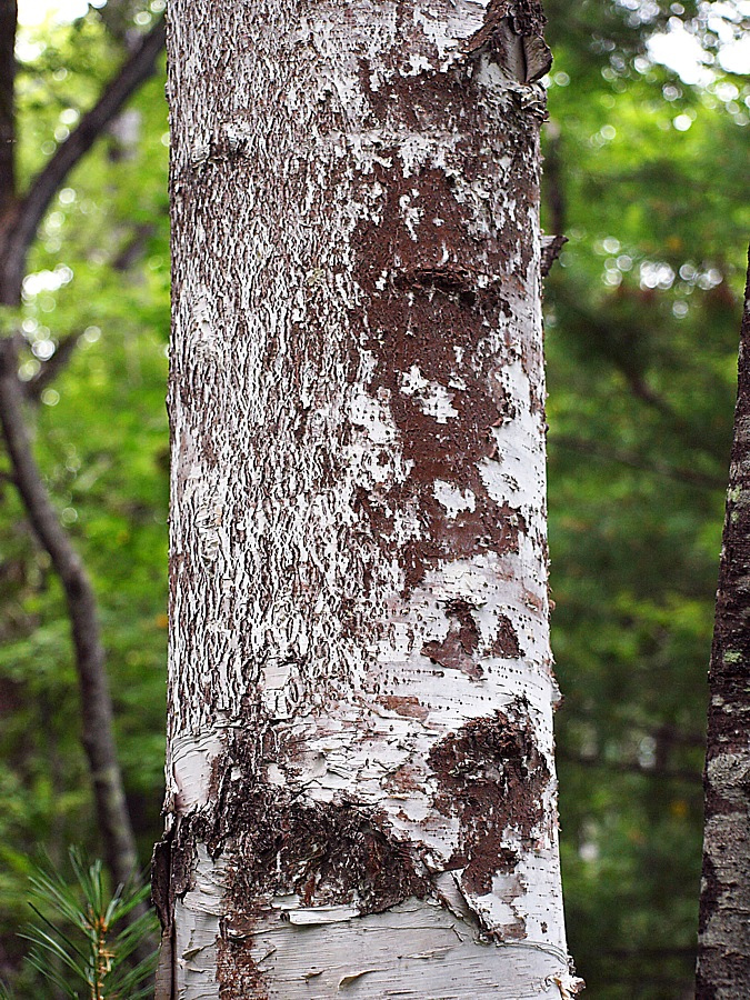 Image of genus Betula specimen.