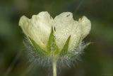 Potentilla semilaciniosa