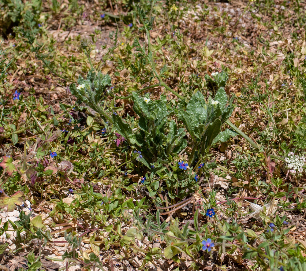 Изображение особи Anchusa aegyptiaca.