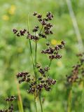 Juncus atratus