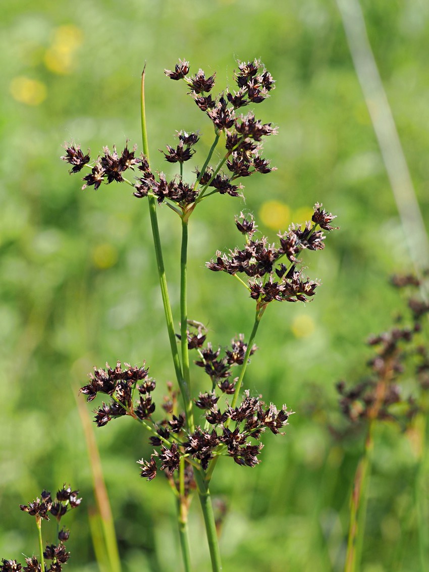 Image of Juncus atratus specimen.