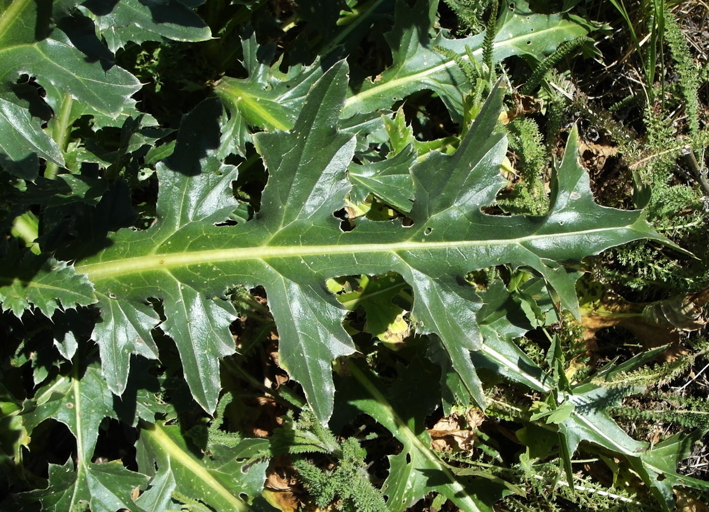 Image of Carduus thoermeri specimen.