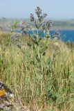 Nepeta parviflora