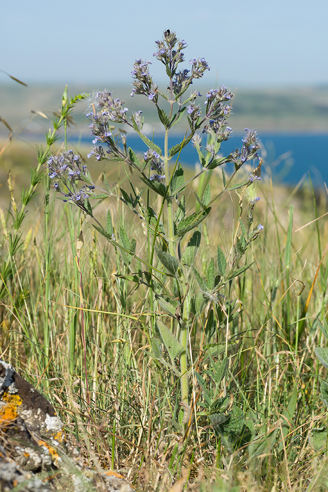 Image of Nepeta parviflora specimen.