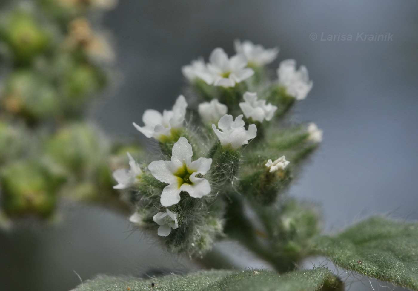 Изображение особи Heliotropium europaeum.