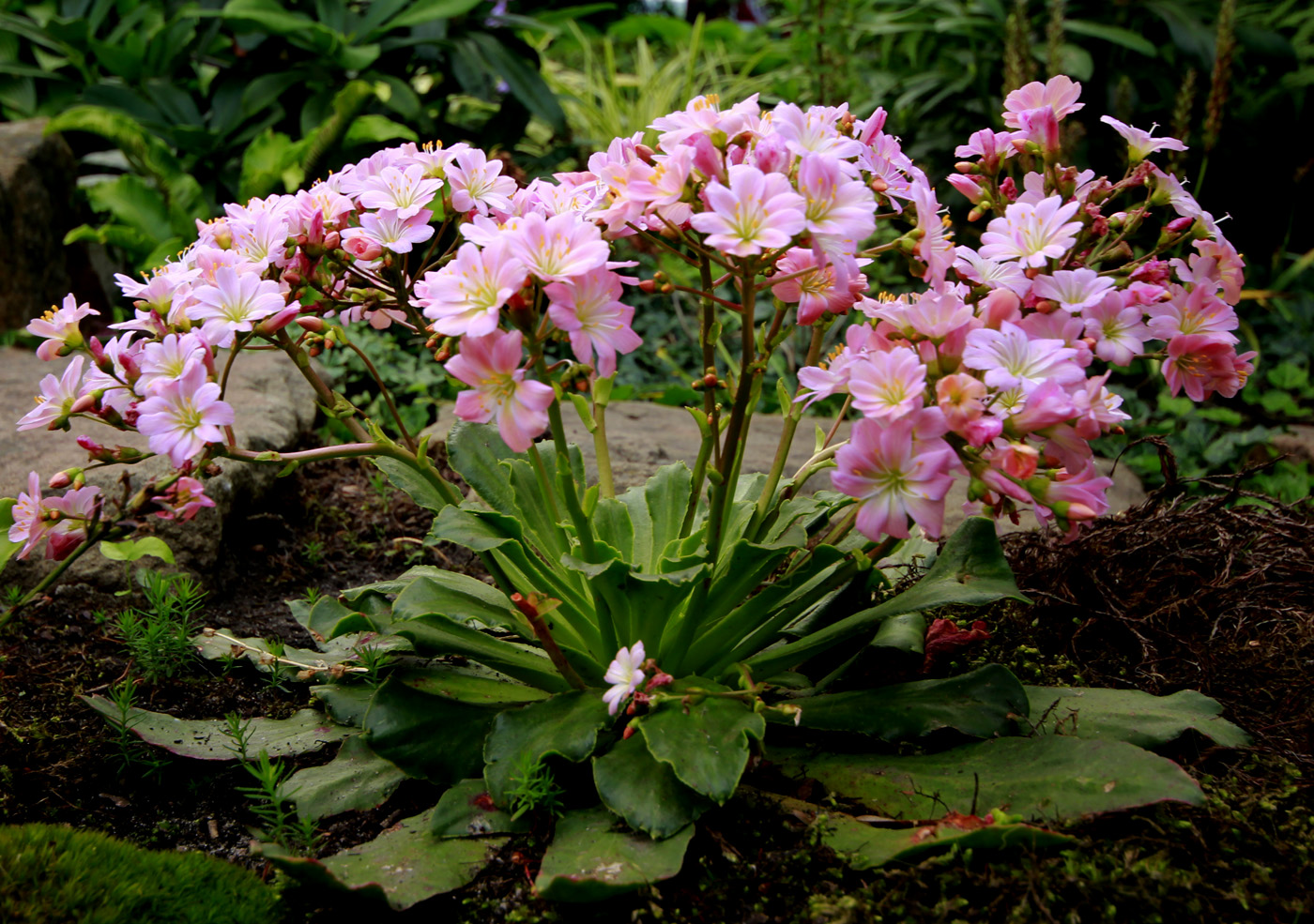 Image of Lewisia cotyledon specimen.