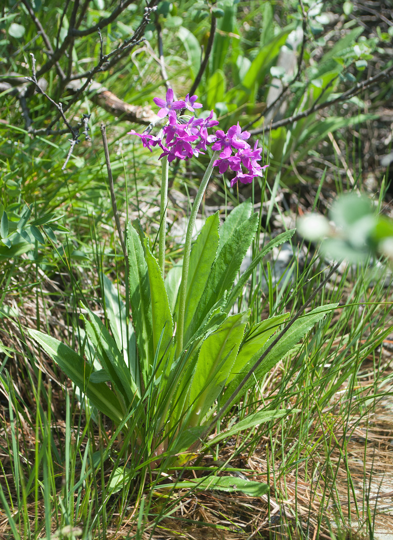 Изображение особи Primula nivalis.