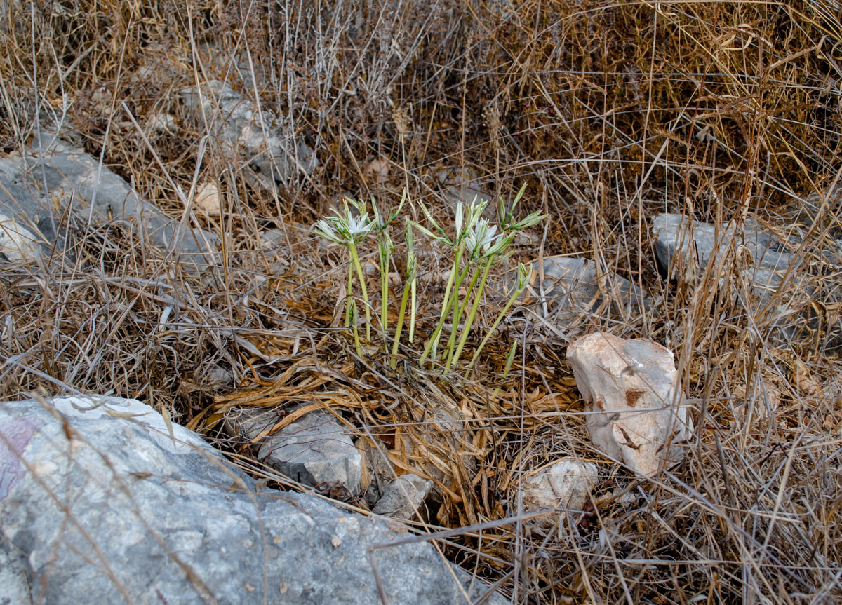 Изображение особи Vagaria parviflora.