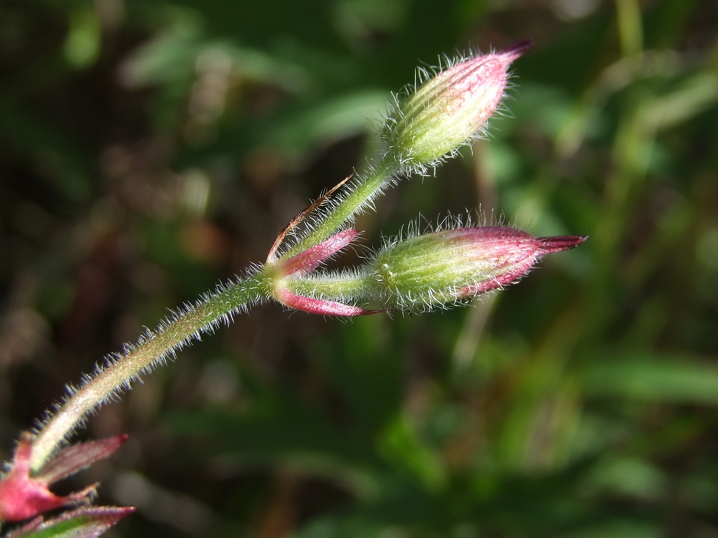 Изображение особи Geranium wlassovianum.