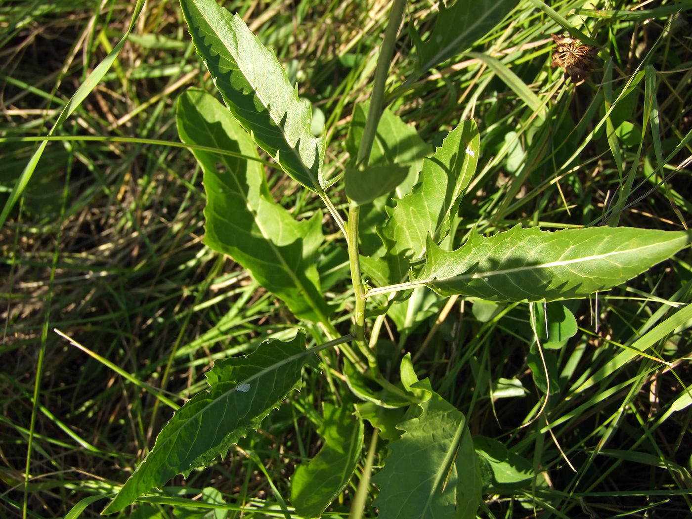 Image of Sisymbrium volgense specimen.